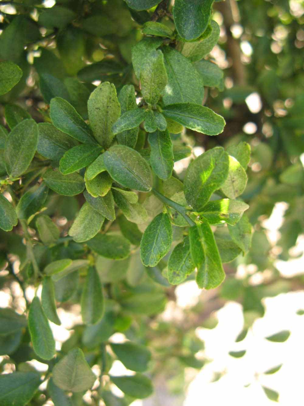            Shade leaves (Winter Haven, FL)   
